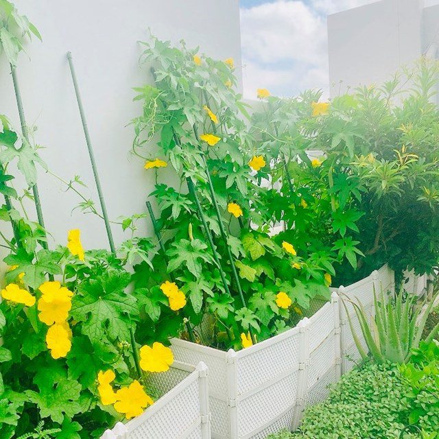 Chỉ mất 50 nghìn hạt giống, mẹ 8X trồng thành vườn rau tốt ngồn ngộn, ăn không hết-13