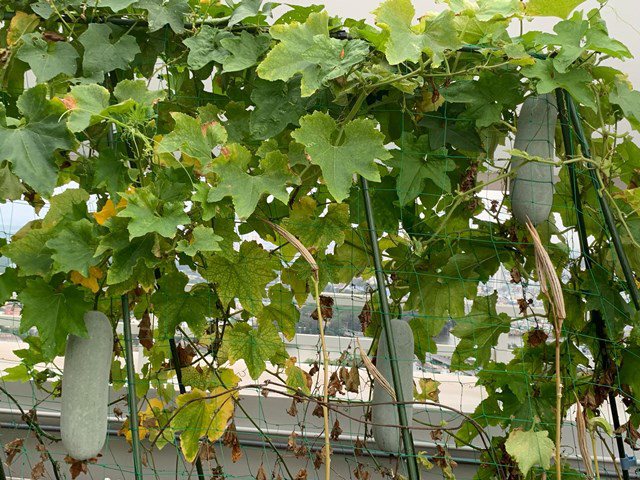 Chỉ mất 50 nghìn hạt giống, mẹ 8X trồng thành vườn rau tốt ngồn ngộn, ăn không hết-17