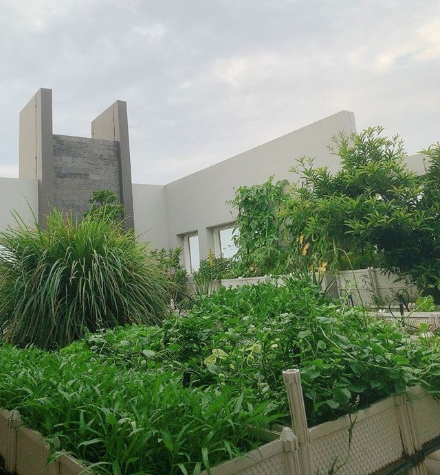 Chỉ mất 50 nghìn hạt giống, mẹ 8X trồng thành vườn rau tốt ngồn ngộn, ăn không hết-19