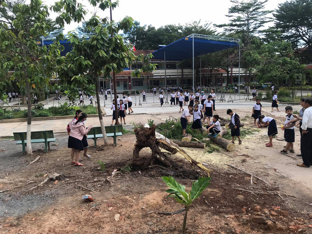 Bình Dương: Cây phượng trong sân trường bật gốc, ngã đổ ngay sau khi học sinh ra về-3