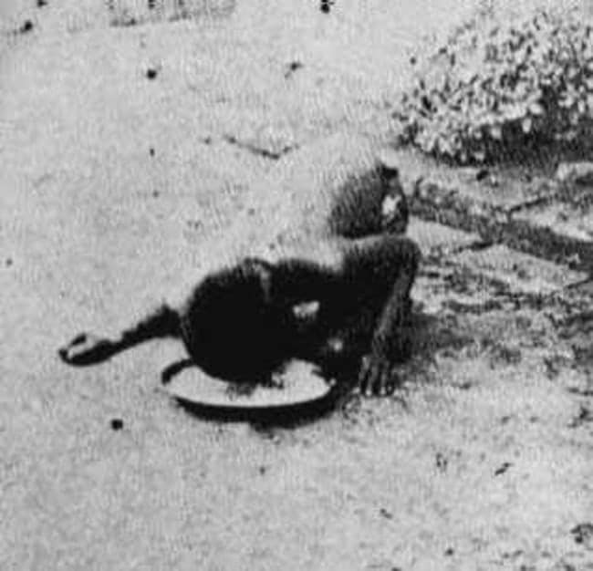 Nguyên mẫu đời thực của cậu bé rừng xanh: Không nói được tiếng người, sống như kẻ thiểu năng và chết trong bệnh tật sau 20 năm rời bầy sói-2