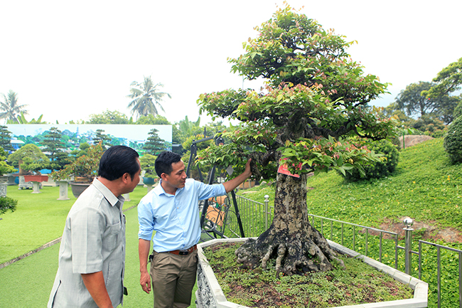 Đại gia Thái Nguyên dốc tiền khủng chơi dàn bonsai khế, coi như báu vật trong nhà-1