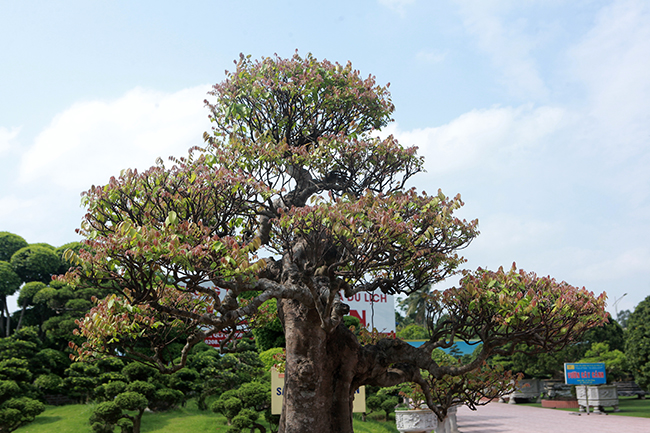 Đại gia Thái Nguyên dốc tiền khủng chơi dàn bonsai khế, coi như báu vật trong nhà-10