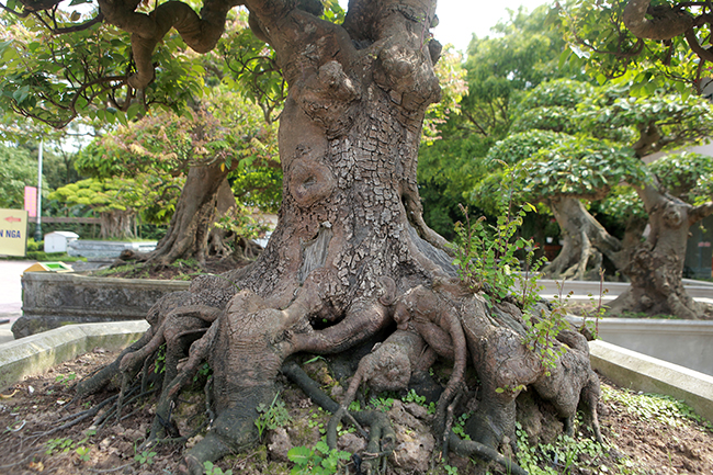 Đại gia Thái Nguyên dốc tiền khủng chơi dàn bonsai khế, coi như báu vật trong nhà-12