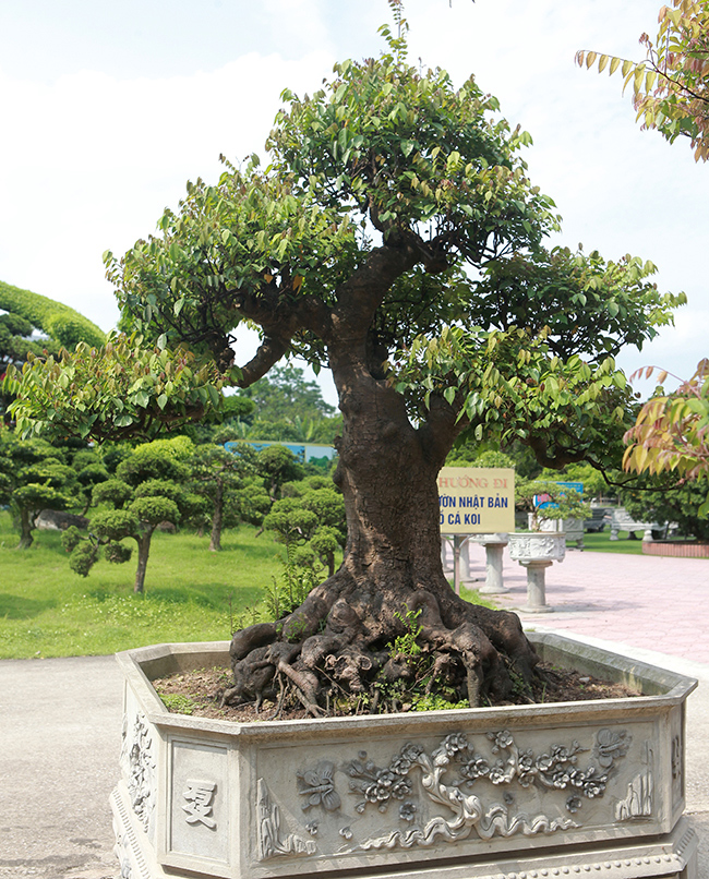 Đại gia Thái Nguyên dốc tiền khủng chơi dàn bonsai khế, coi như báu vật trong nhà-14