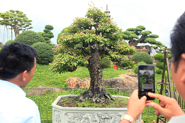 Đại gia Thái Nguyên dốc tiền khủng chơi dàn bonsai khế, coi như báu vật trong nhà-2