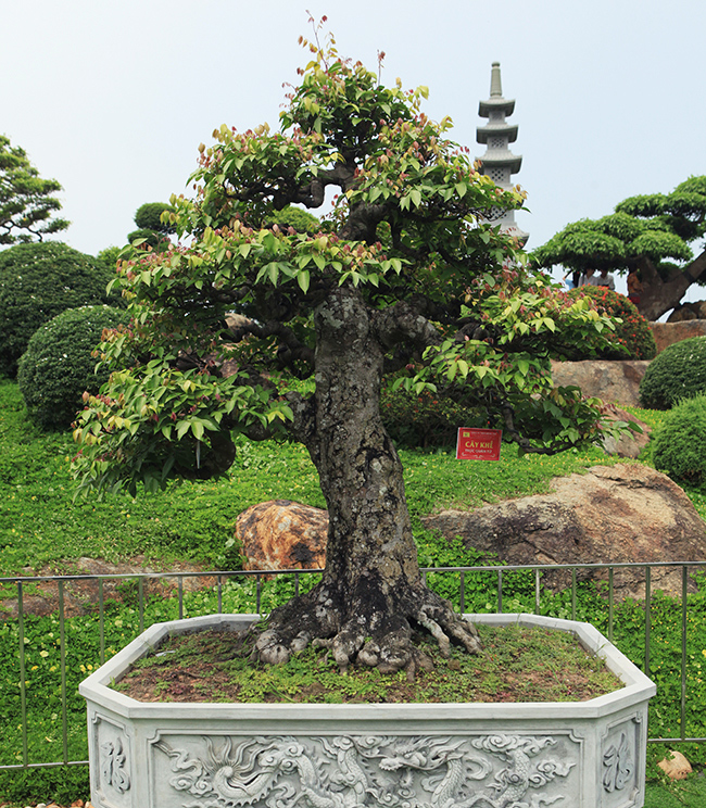 Đại gia Thái Nguyên dốc tiền khủng chơi dàn bonsai khế, coi như báu vật trong nhà-3