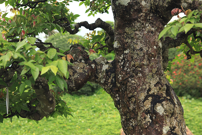 Đại gia Thái Nguyên dốc tiền khủng chơi dàn bonsai khế, coi như báu vật trong nhà-4