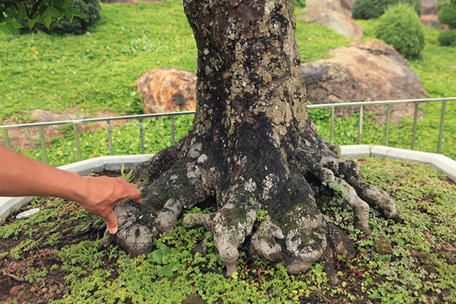 Đại gia Thái Nguyên dốc tiền khủng chơi dàn bonsai khế, coi như báu vật trong nhà-5