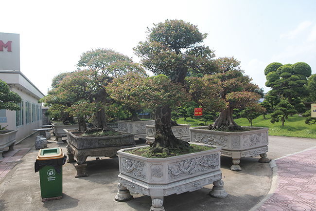 Đại gia Thái Nguyên dốc tiền khủng chơi dàn bonsai khế, coi như báu vật trong nhà-6