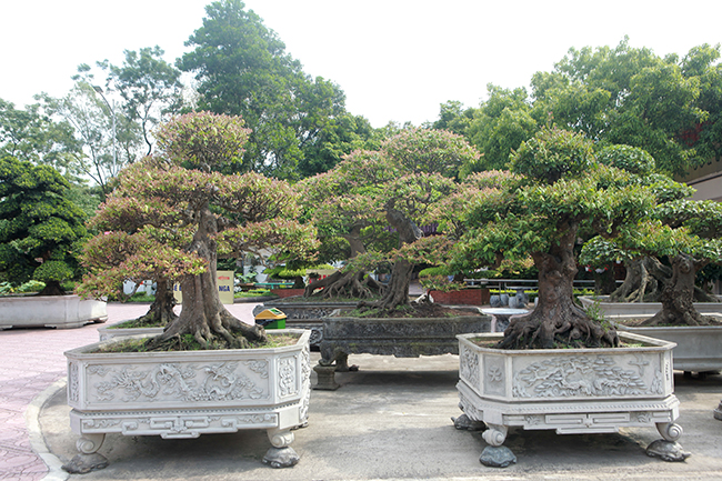 Đại gia Thái Nguyên dốc tiền khủng chơi dàn bonsai khế, coi như báu vật trong nhà-7