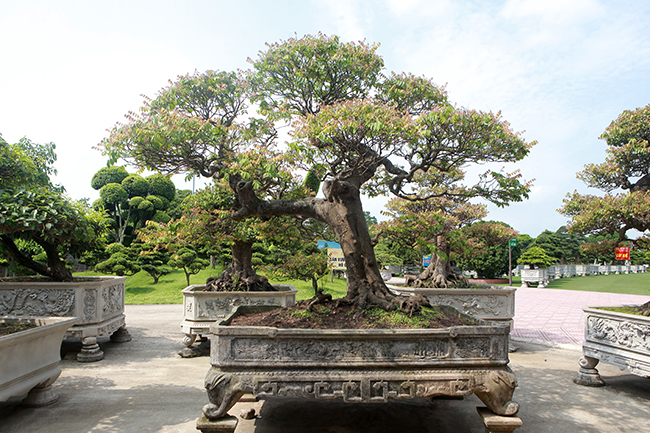 Đại gia Thái Nguyên dốc tiền khủng chơi dàn bonsai khế, coi như báu vật trong nhà-8