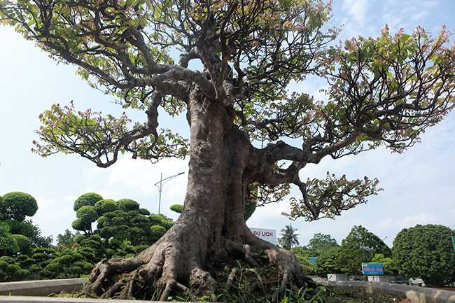 Đại gia Thái Nguyên dốc tiền khủng chơi dàn bonsai khế, coi như báu vật trong nhà-9