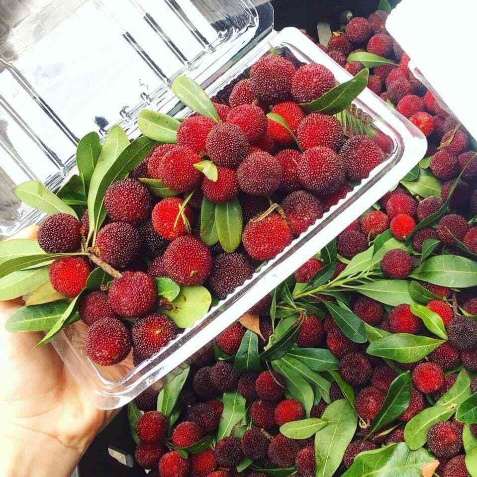 Thanh mai Trung Quốc bán đầy vỉa hè Hà Nội: Tiểu thương tiết lộ bất ngờ-1