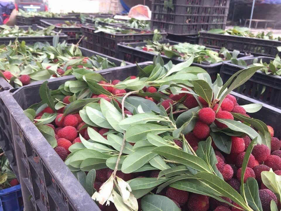 Thanh mai Trung Quốc bán đầy vỉa hè Hà Nội: Tiểu thương tiết lộ bất ngờ-2