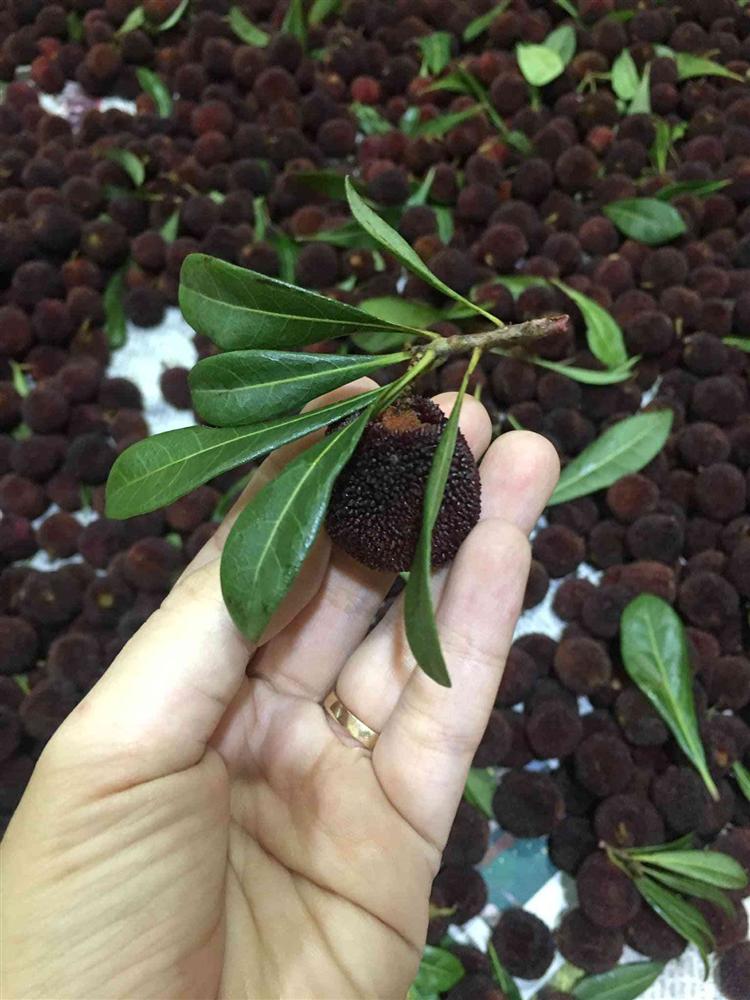 Thanh mai Trung Quốc bán đầy vỉa hè Hà Nội: Tiểu thương tiết lộ bất ngờ-4