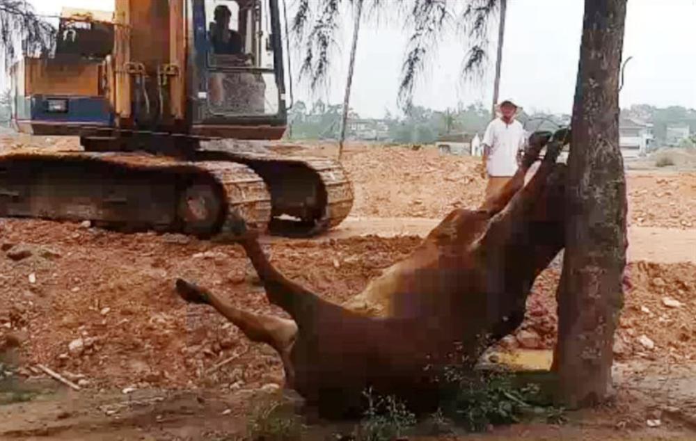 Hai người đàn ông lạ mặt xuất hiện, 4 con bò bỗng lăn ra chết bất thường-1