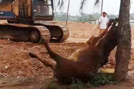 Hai người đàn ông lạ mặt xuất hiện, 4 con bò bỗng lăn ra chết bất thường