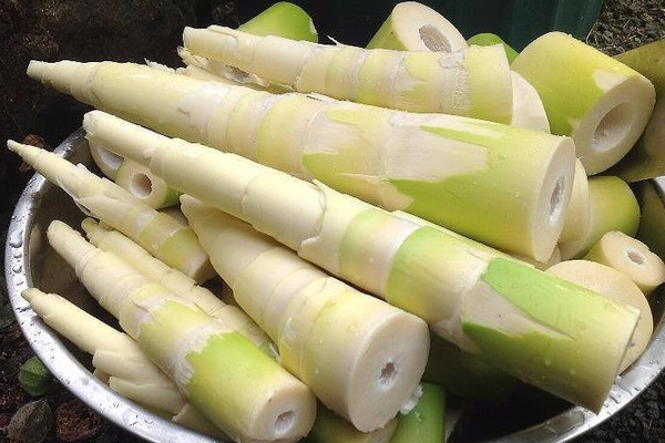 Cách chọn măng tươi ngon, không ngâm hóa chất-1