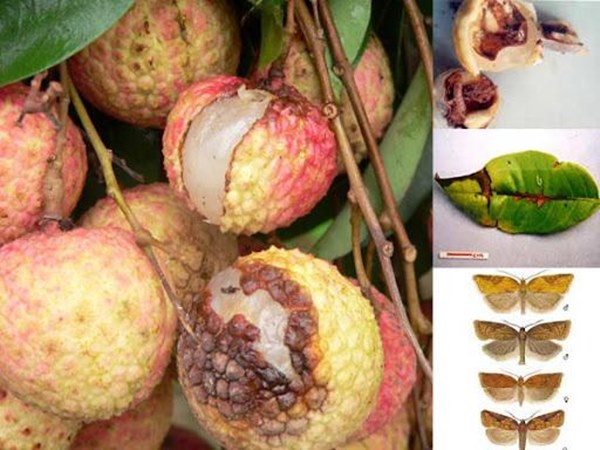 Ăn vải đầu mùa nhất định phải tránh điều này, chuyên gia chỉ rõ 4 điều tuyệt đối tránh khi ăn-2