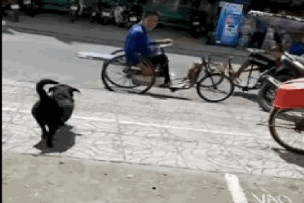 Đùa nghịch với chó lạ, cô gái phớt lờ cảnh báo của người chủ và cái kết ê chề giữa quán-10