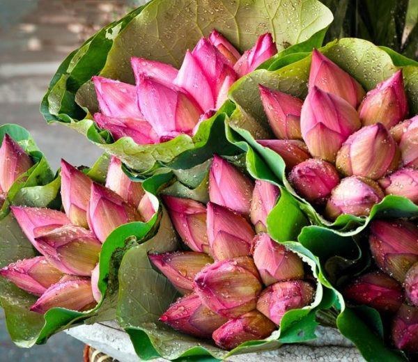 Mẹo phân biệt hoa sen và quỳ chuẩn, người bán hoa không bao giờ nói cho bạn-1