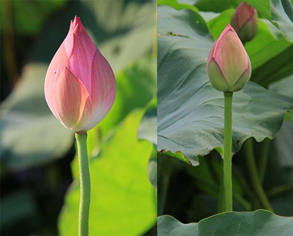 Mẹo phân biệt hoa sen và quỳ chuẩn, người bán hoa không bao giờ nói cho bạn-2