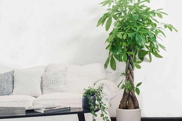 Có một loại cây cảnh hợp tất cả loại mệnh, mang lại tài lộc, may mắn, sức khỏe theo phong thủy, dễ trồng, giá rẻ giật mình-8