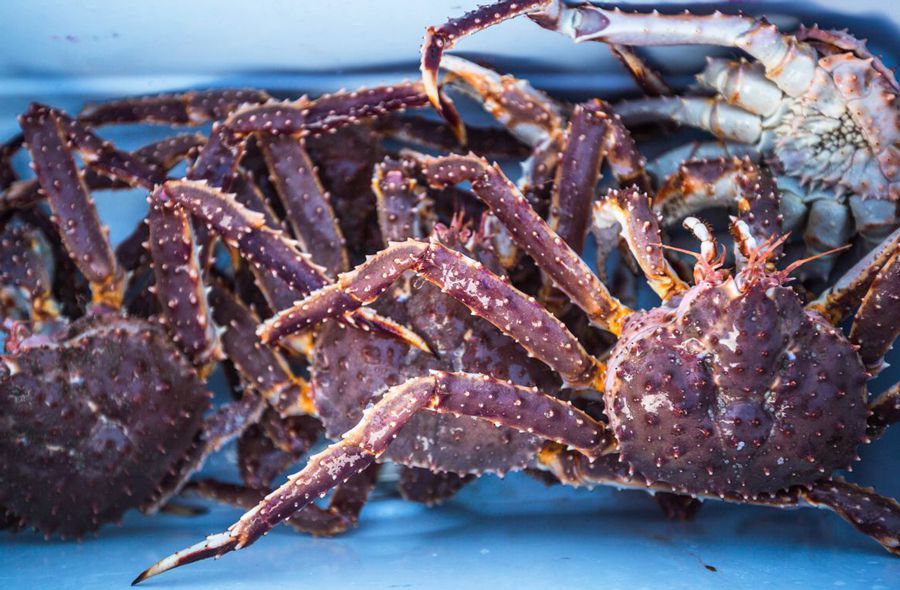 Chuyện hiếm, dân Hà thành đụng chung từ con cua cho tới con cá-1