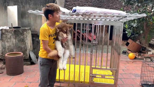 Con trai Bà Tân Vlog gây tranh cãi dữ dội khi nhốt em gái vào chuồng chó để trả thù-7
