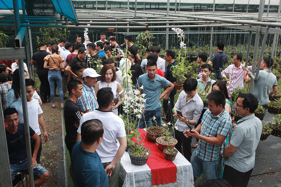 Chiêm ngưỡng những giỏ hoa lan đột biến hiếm có giá hàng trăm triệu-1