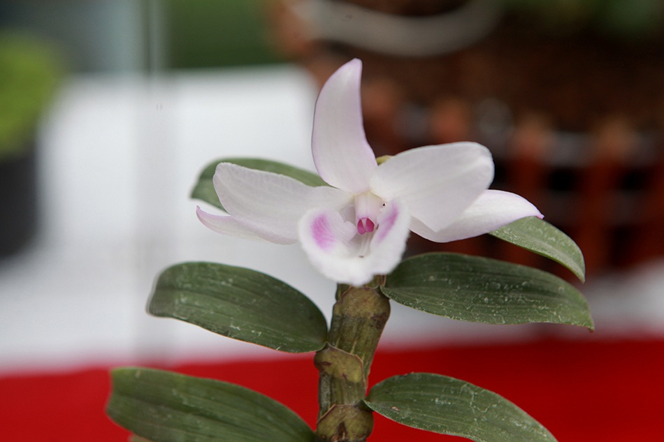 Chiêm ngưỡng những giỏ hoa lan đột biến hiếm có giá hàng trăm triệu-10