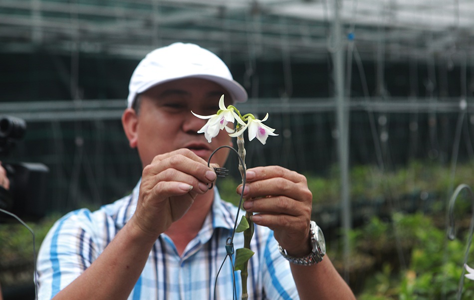 Chiêm ngưỡng những giỏ hoa lan đột biến hiếm có giá hàng trăm triệu-11