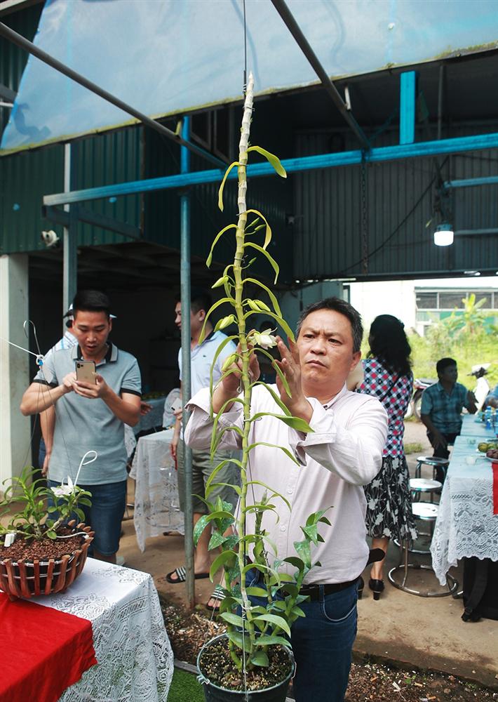 Chiêm ngưỡng những giỏ hoa lan đột biến hiếm có giá hàng trăm triệu-12