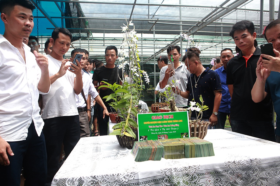 Chiêm ngưỡng những giỏ hoa lan đột biến hiếm có giá hàng trăm triệu-13