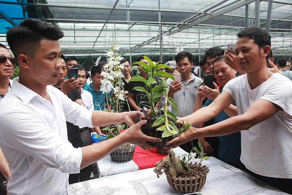 Chiêm ngưỡng những giỏ hoa lan đột biến hiếm có giá hàng trăm triệu-14