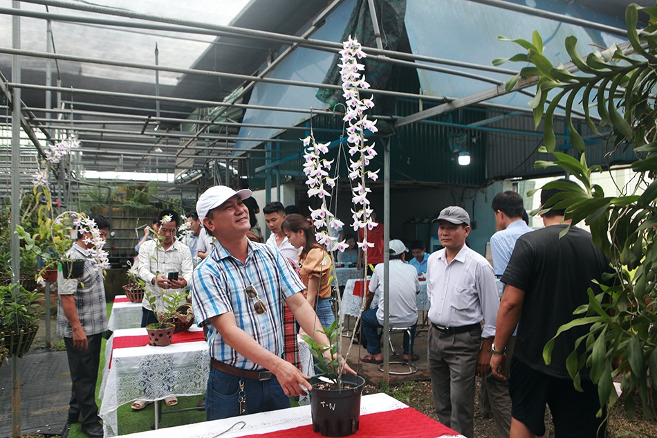 Chiêm ngưỡng những giỏ hoa lan đột biến hiếm có giá hàng trăm triệu-5