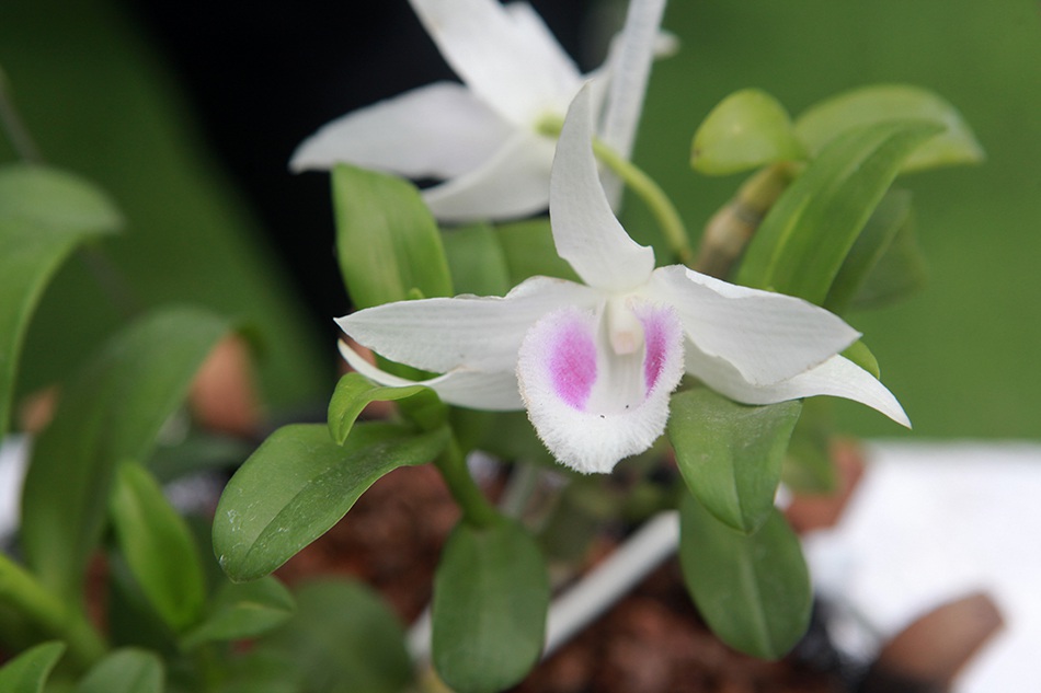 Chiêm ngưỡng những giỏ hoa lan đột biến hiếm có giá hàng trăm triệu-7