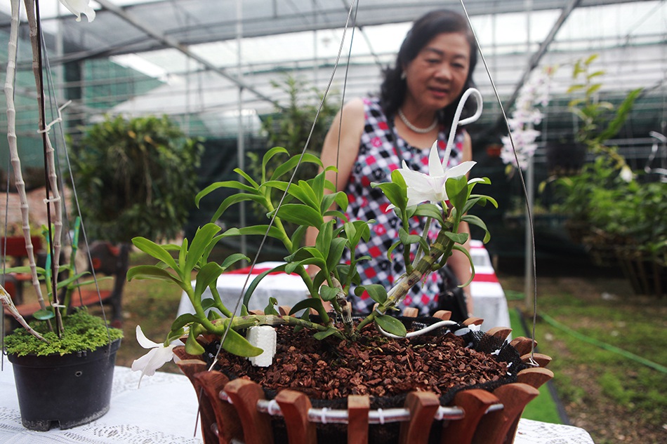 Chiêm ngưỡng những giỏ hoa lan đột biến hiếm có giá hàng trăm triệu-8