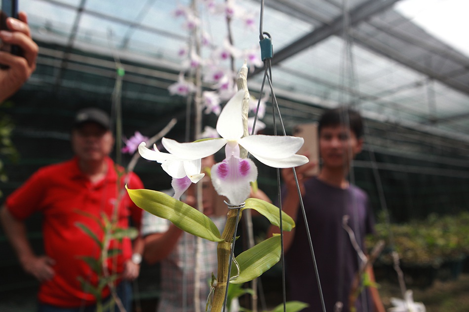 Chiêm ngưỡng những giỏ hoa lan đột biến hiếm có giá hàng trăm triệu-9