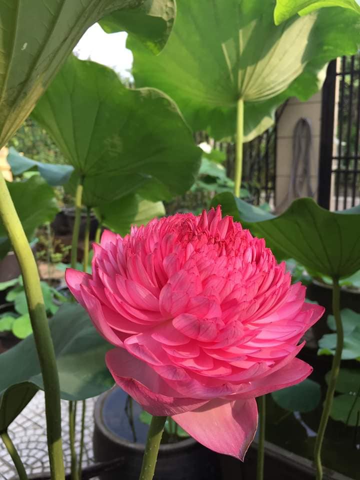 Sen nghìn cánh giá cả triệu vẫn được những người yêu hoa lùng sục khắp chợ mạng mua về trồng-1