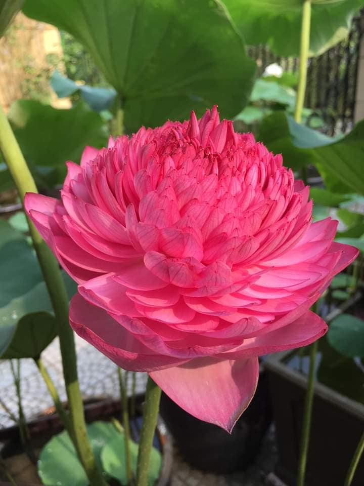 Sen nghìn cánh giá cả triệu vẫn được những người yêu hoa lùng sục khắp chợ mạng mua về trồng-3