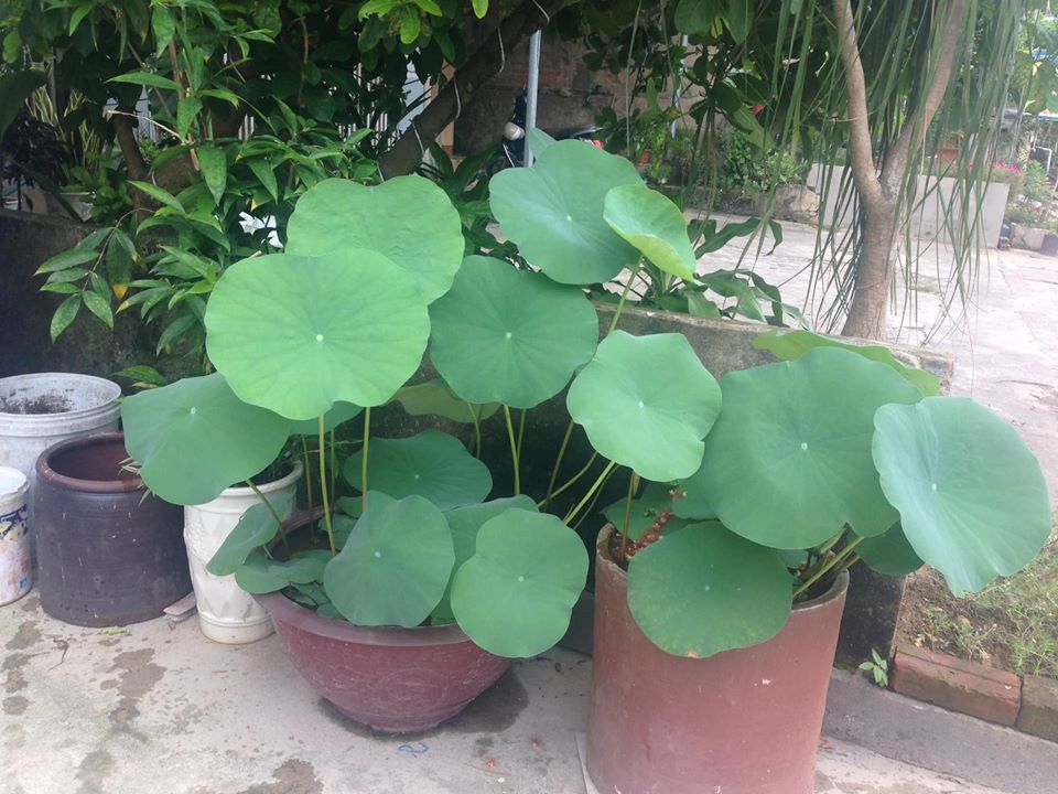 Sen nghìn cánh giá cả triệu vẫn được những người yêu hoa lùng sục khắp chợ mạng mua về trồng-5