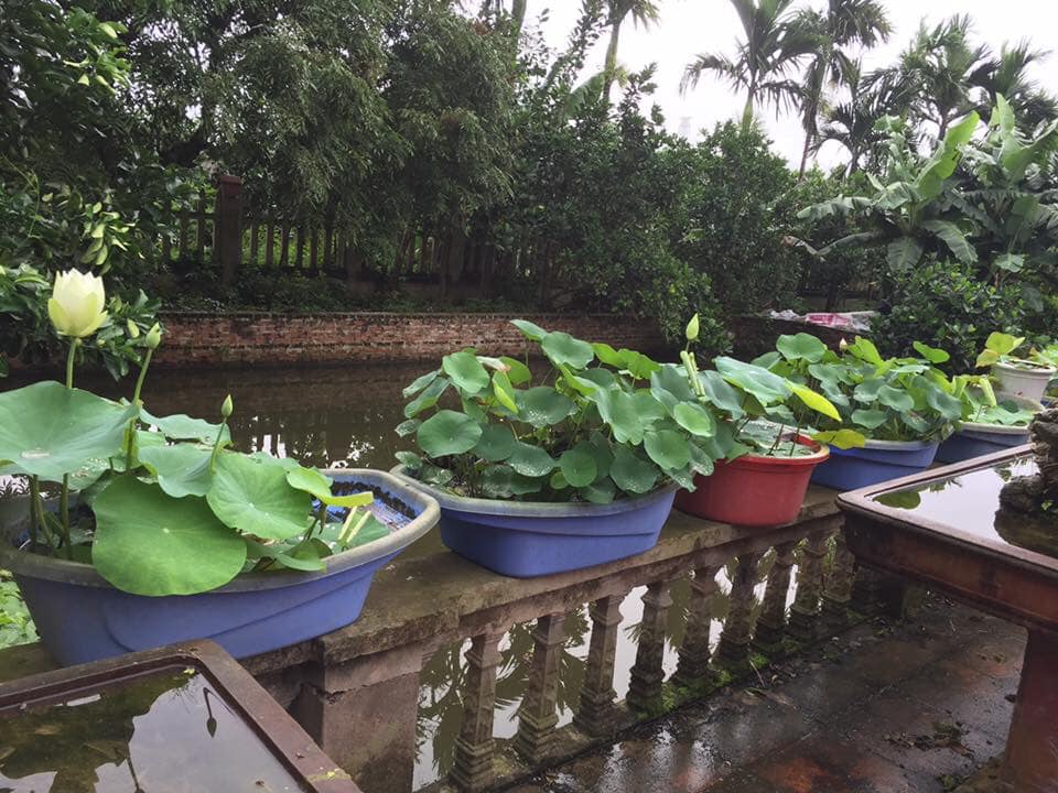 Sen nghìn cánh giá cả triệu vẫn được những người yêu hoa lùng sục khắp chợ mạng mua về trồng-6