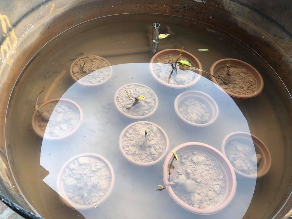 Sen nghìn cánh giá cả triệu vẫn được những người yêu hoa lùng sục khắp chợ mạng mua về trồng-7