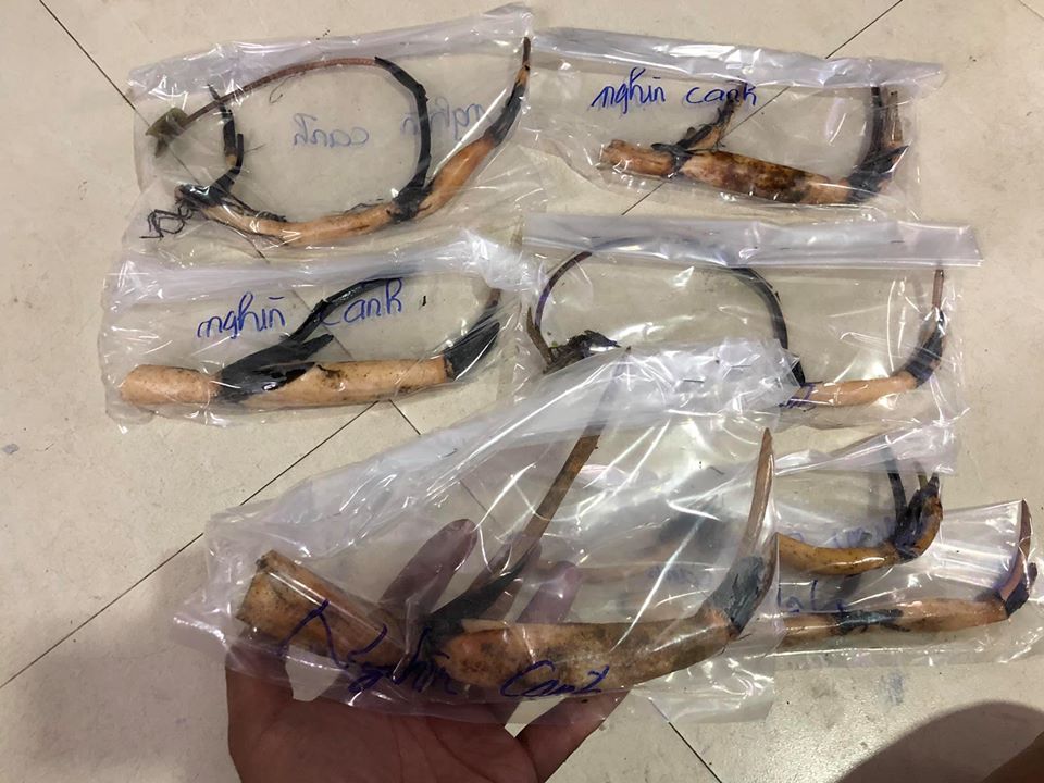 Sen nghìn cánh giá cả triệu vẫn được những người yêu hoa lùng sục khắp chợ mạng mua về trồng-8