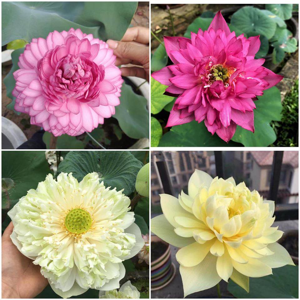 Sen nghìn cánh giá cả triệu vẫn được những người yêu hoa lùng sục khắp chợ mạng mua về trồng-9