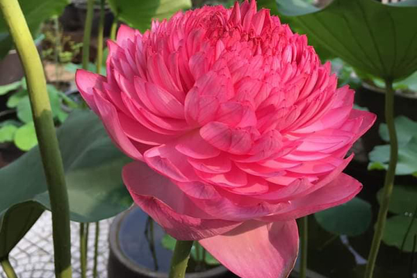 Dân chơi phát sốt với loại sen lạ đẹp lịm tim, giá đắt gấp đôi sen thường-8