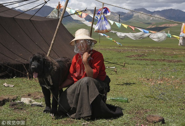 Câu chuyện buồn về cơn sốt chó ngao Tây Tạng: Từ thần khuyển chục tỷ đồng đến bầy chó hoang hàng vạn con bị ruồng bỏ-1