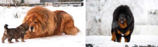 Câu chuyện buồn về cơn sốt chó ngao Tây Tạng: Từ thần khuyển chục tỷ đồng đến bầy chó hoang hàng vạn con bị ruồng bỏ-2